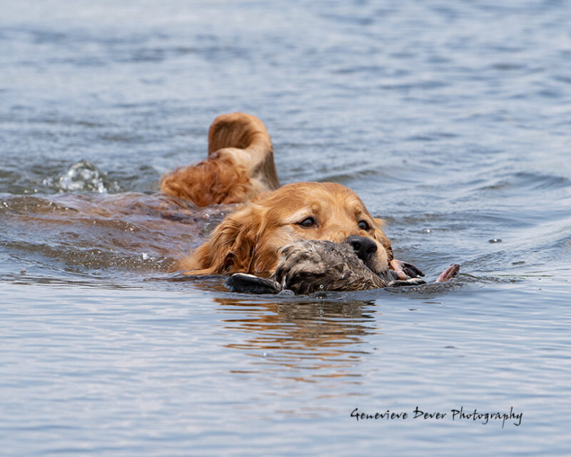 Old English Ringo Ringo - Old Oak Retrievers
