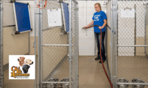 Dog Boarding - Rochester, MN