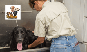 Dog Overnight Boarding - Owatonna, Albert Lea, Austin